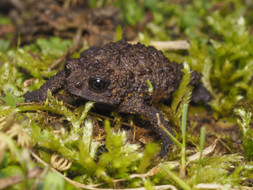 Backshall's Toad