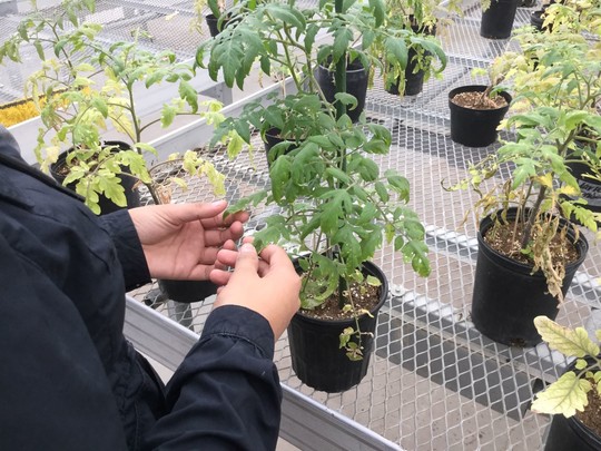 Wahluke tomato plants