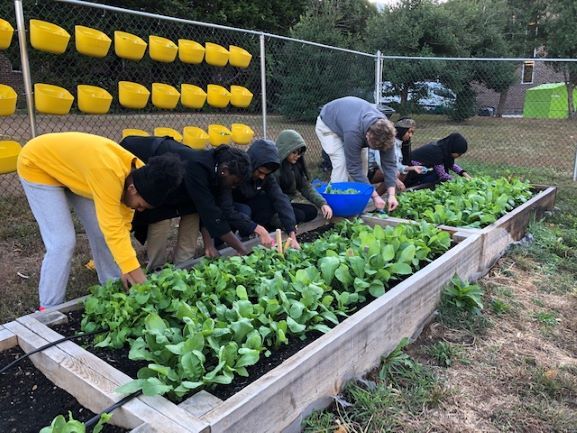 Odyssey Charter School lettuce planting