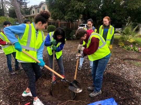 Los Altos High School students planting trees