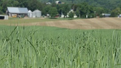 Switchgrass field