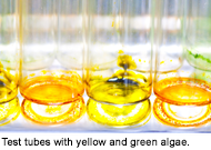 Test tubes with algae