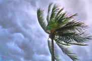 Palm tree being blown by the wind.