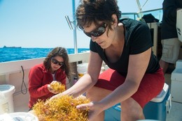 Lindsay Dubbs and her student collect sargassum, a widespread brown algae, off the North Carolina coast.