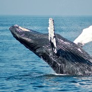 Picture of a whale breaching in a blue ocean.