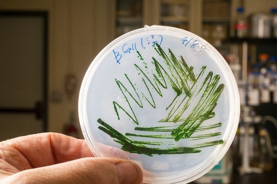 NREL’s patented cyanobacteria