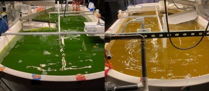 Image left is a healthy algae pond, image right is a sickly algae pond