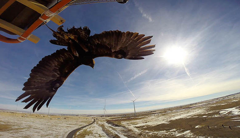 A golden eagle takes off from a perch in a field of wind turbines.