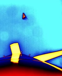Thermal imaging of a bat flying near a wind turbine.