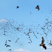 Bats fly through the sky.