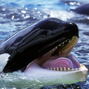 Orca pokes his head out of the water.