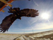 Gold eagle flies over a wind farm.