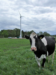 Cow and a land-based wind turbine.