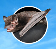 A bat with it's mouth open.