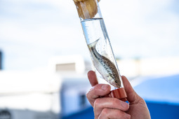 A fish inside a glass tube full of water