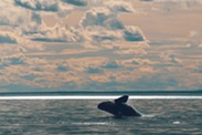 A whale breaches the ocean. 