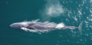 Top view of a whale in a large body of water. 