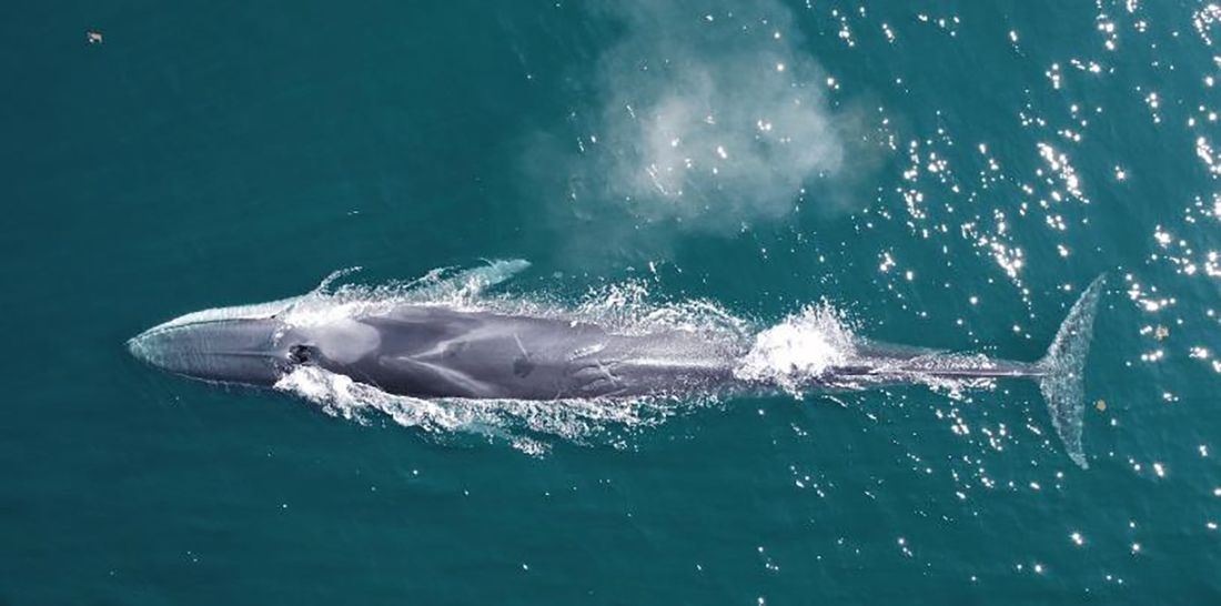 Fin whale in ocean