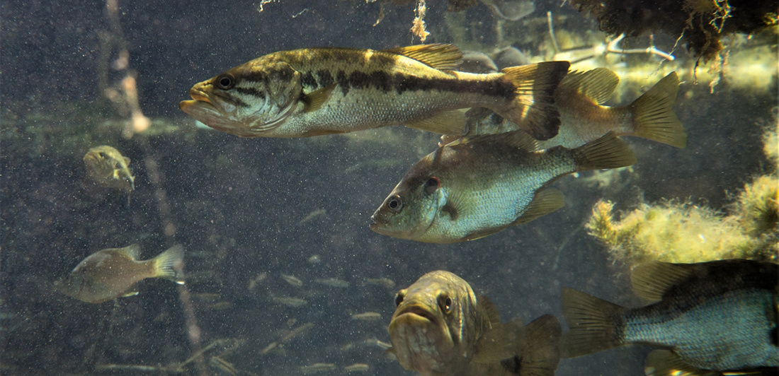 Large bass. Image courtesy of Ryan Hagerty, U.S. Fish and Wildlife Service