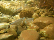 Fish among rocks underwater