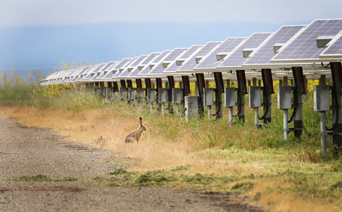 A jackrabbit stands at attention just beyond the cover of a solar array near Hayward, California