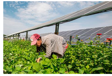 Farmer working in crops