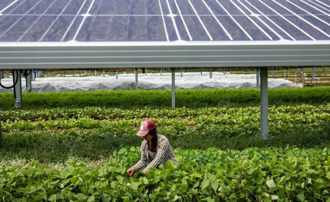 A farmer harvests crops at Jack’s Solar Garden