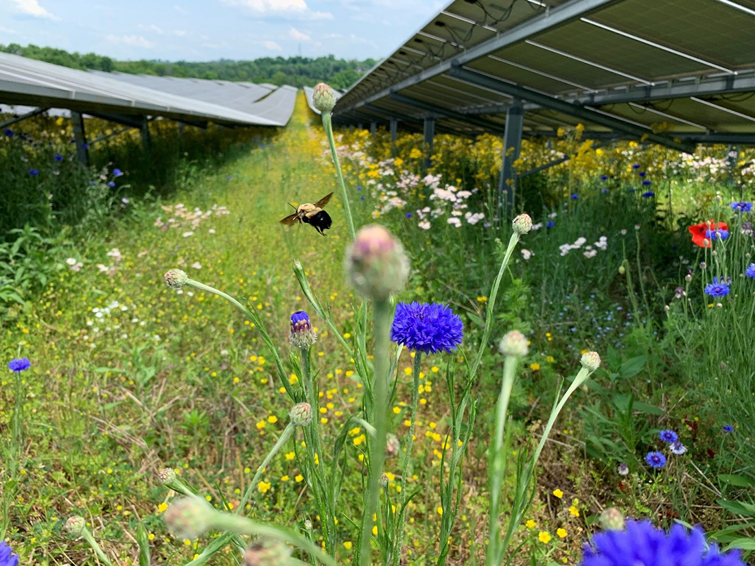 A bee pollinates native Kentucky wildflowers at the E.W. Brown Solar Farm. Photo courtesy of Chad Alkire