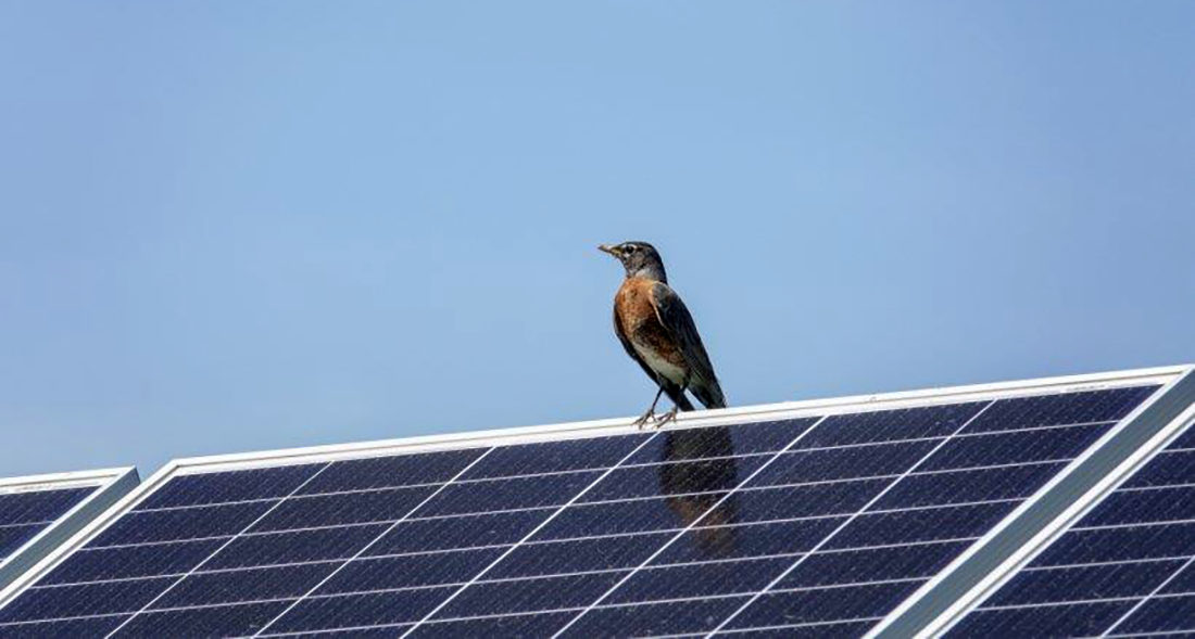 A robin perched on solar panel