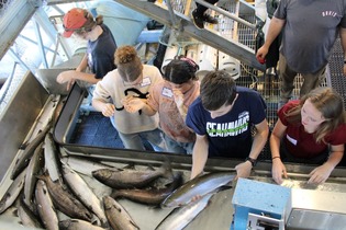 People looking at fish