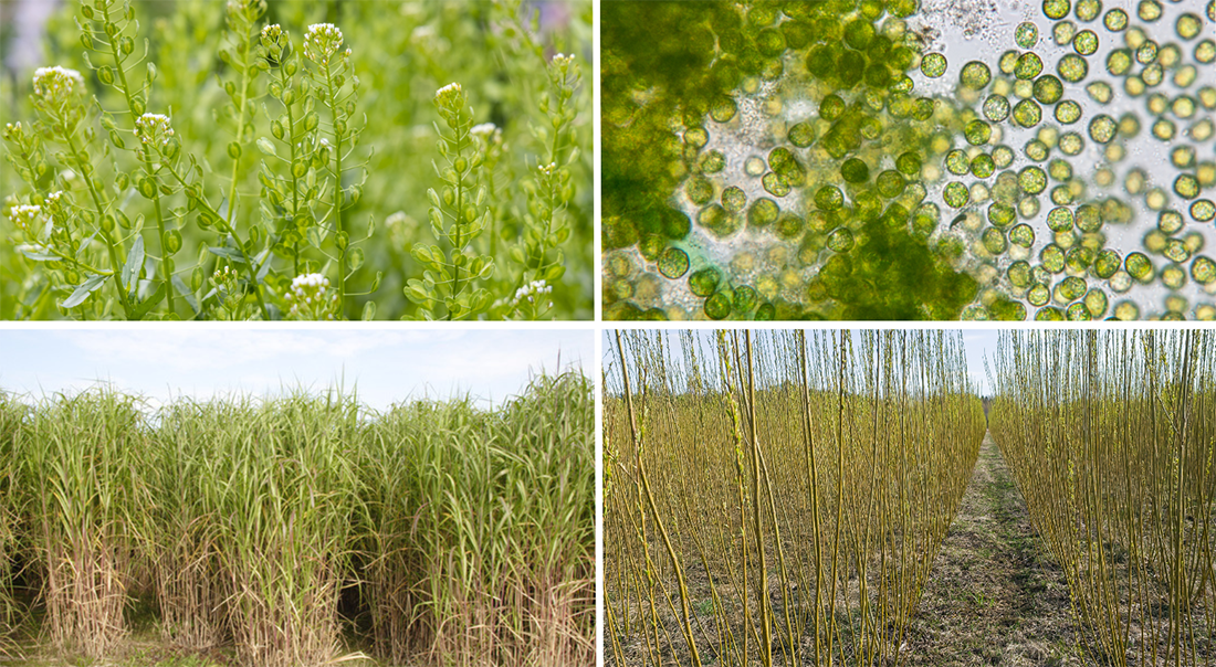 Collage of images of various crops