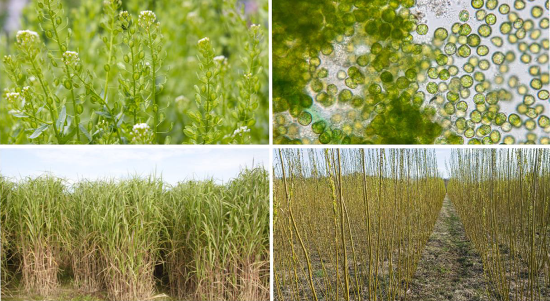 Four different kinds of crops grow heathy.