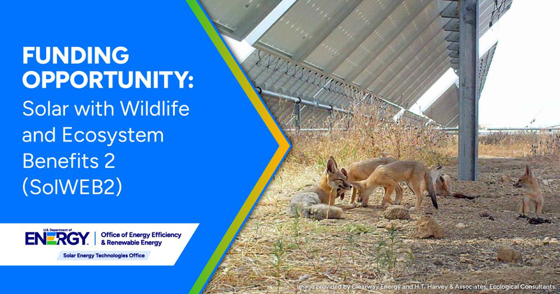 Five foxes resting in the shade of solar panels with text to the left: Funding Opportunity Solar Wildlife and Ecosystem Benefits 2.