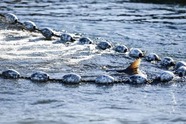 A fin from a fish cutting out of the surface of the water, surrounded by a net from an aquaculture facility 