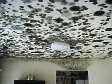 Mold in a home image