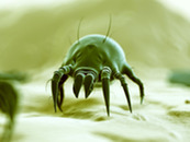 asthma dust mites