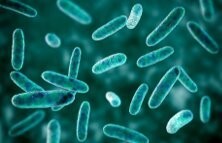image of bacteria