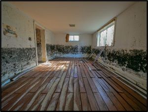 Room with severe water damage and black mold on walls; warped floorboards and construction materials leaning against the wall near two windows.