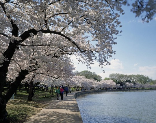 Cherry trees in bloom along the Washington D.C. Tidal Basin