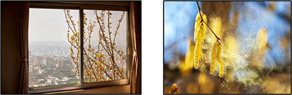 Two autumn scenes: a city view through a window with yellow leaves, and a close-up of sunlit yellow leaves on a branch.