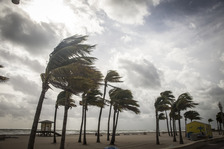 Palm trees being blown by a storm