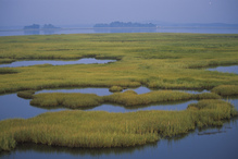 SHC_Wetlands