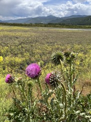 Thistle on Smurfit-Stone Mill site