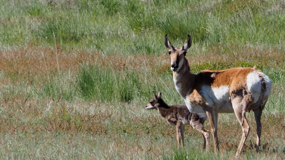 Pronghorn Fawn