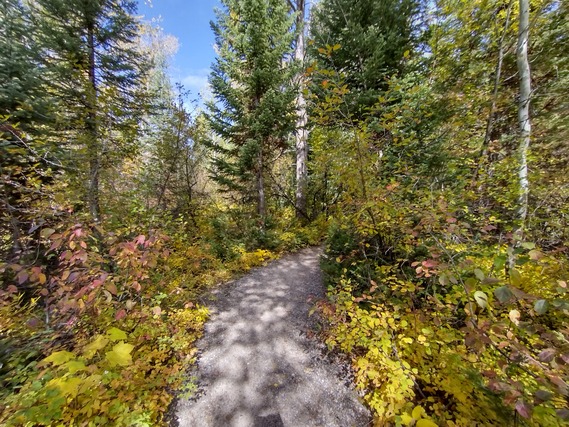 Forested Trail
