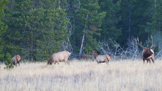 Elk Grand Teton