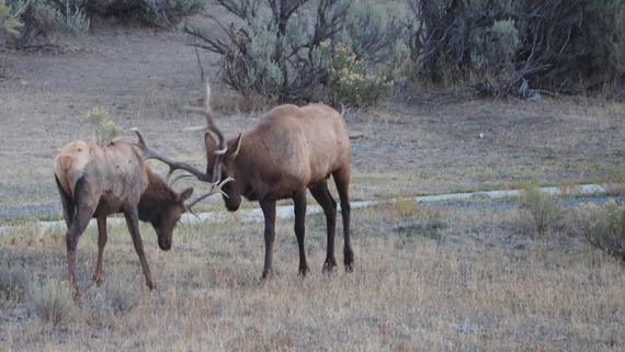 Elk_Yellowstone