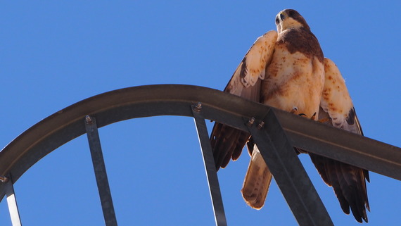 Laramie Bird