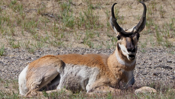 Pronghorn_Rolling Hills