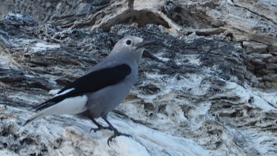 Bird Yellowstone